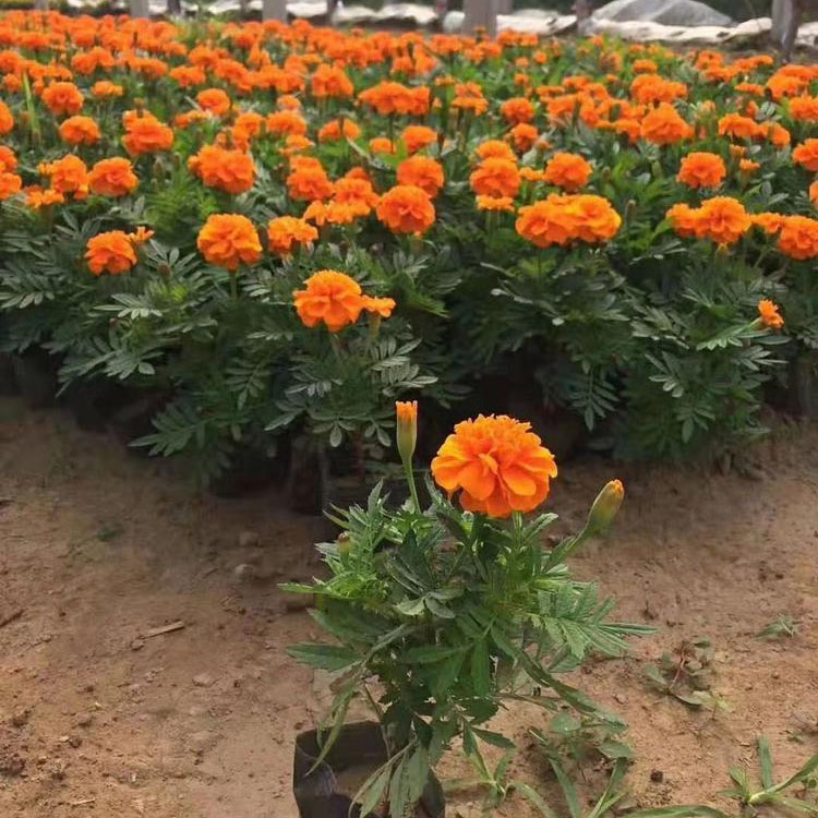 保质保量孔雀草 孔雀草种植基地 孔雀草培育
