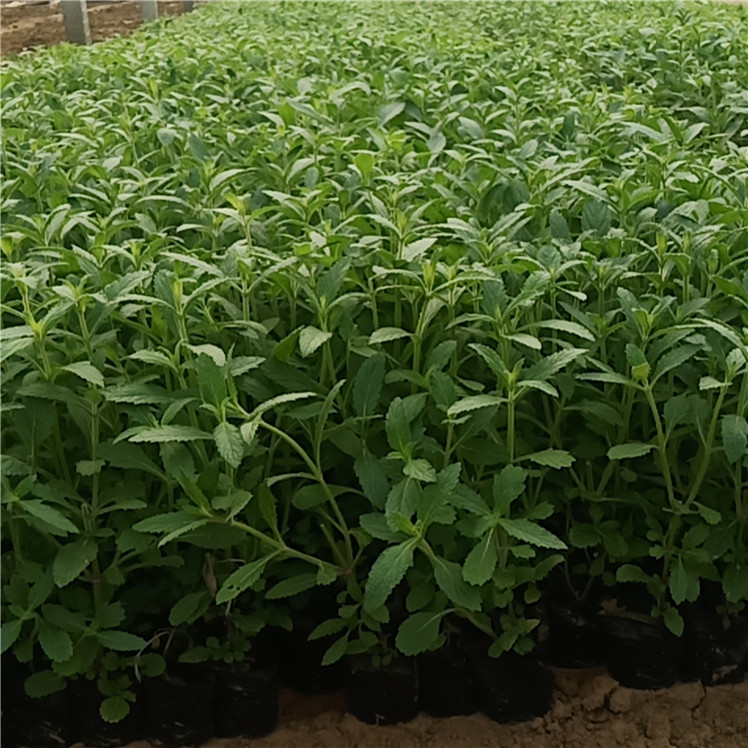  马鞭草量大从优 柳叶马鞭草景观工程苗 种植基地批发