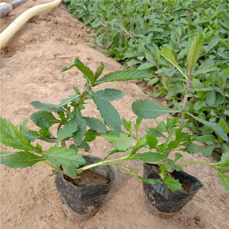 马鞭草种苗 柳叶马鞭草花海新品种 市场基地批发