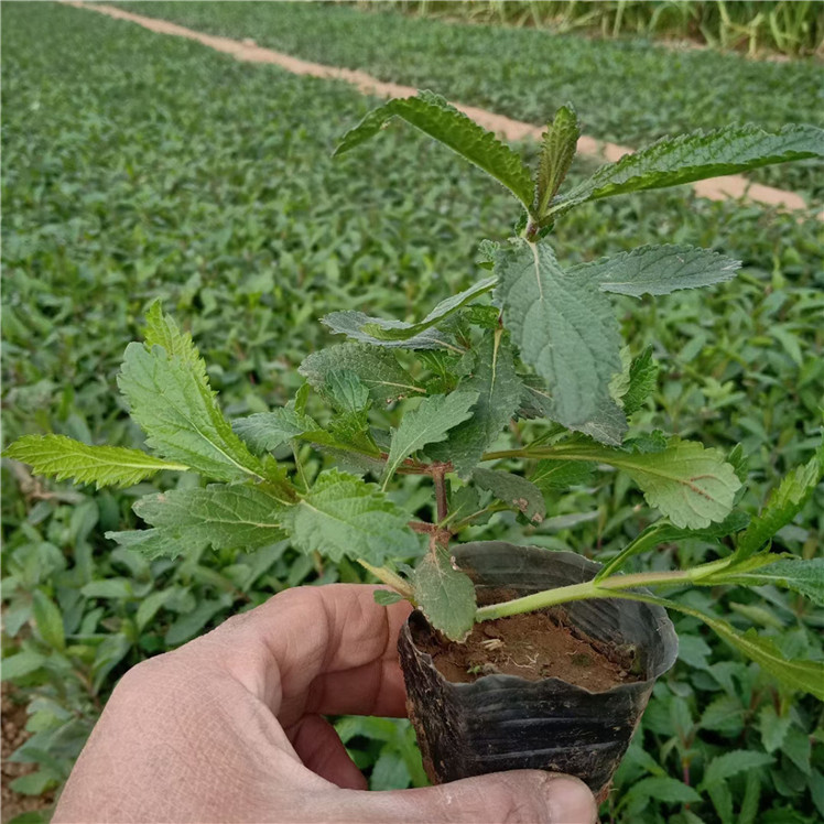 柳叶马鞭草 苗圃供应观赏花卉马鞭草盆栽 青州草花苗圃