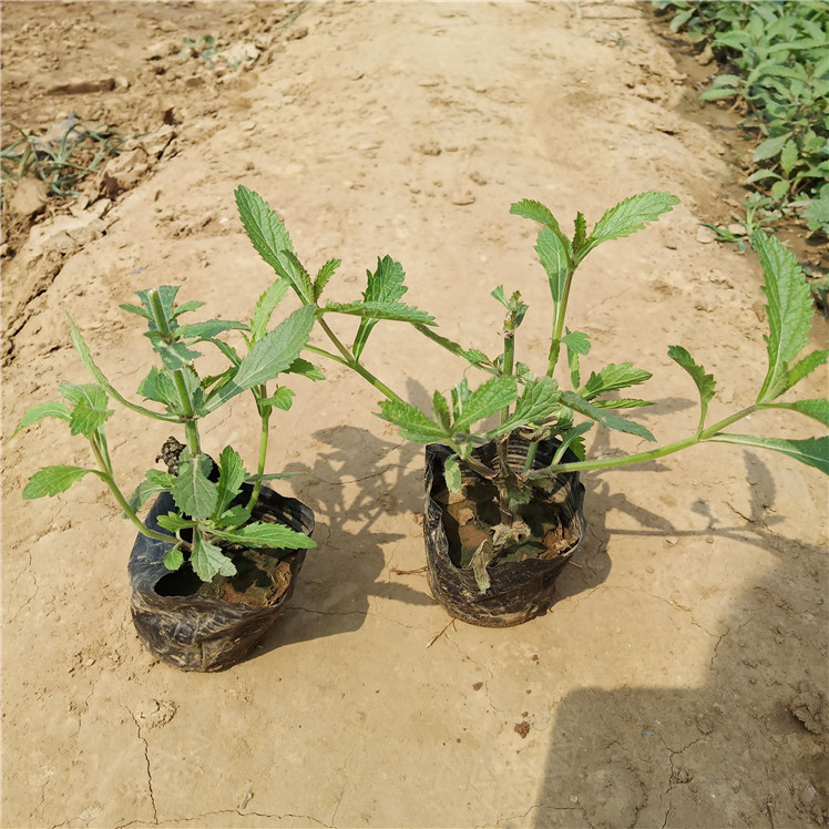  马鞭草营养杯苗 柳叶马鞭草园林用苗 基地直销花海用苗