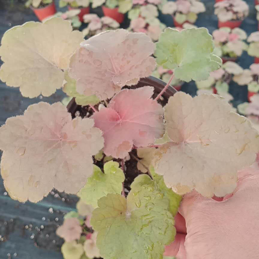 多色矾根观叶植物  矾根批发  多色矾根种植基地