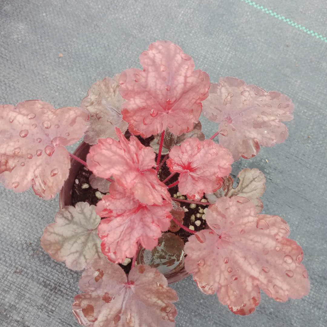 批发矾根  矾根批发  矾根行情