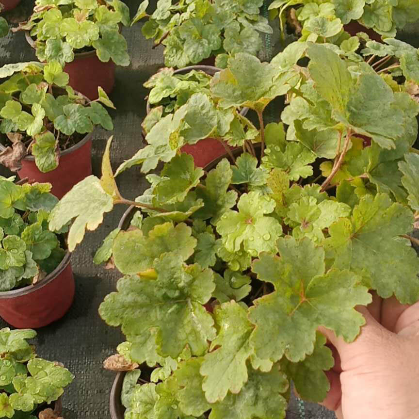 青州矾根种植基地  产地供应  多色矾根大量供应
