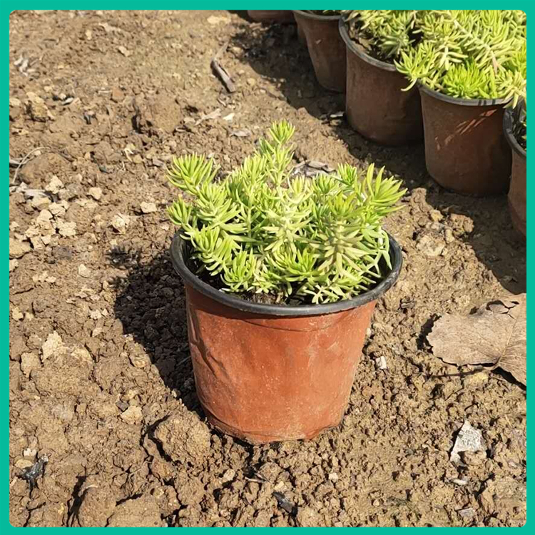 青州草花 金叶佛甲草 佛甲草基地 欢迎来电咨询