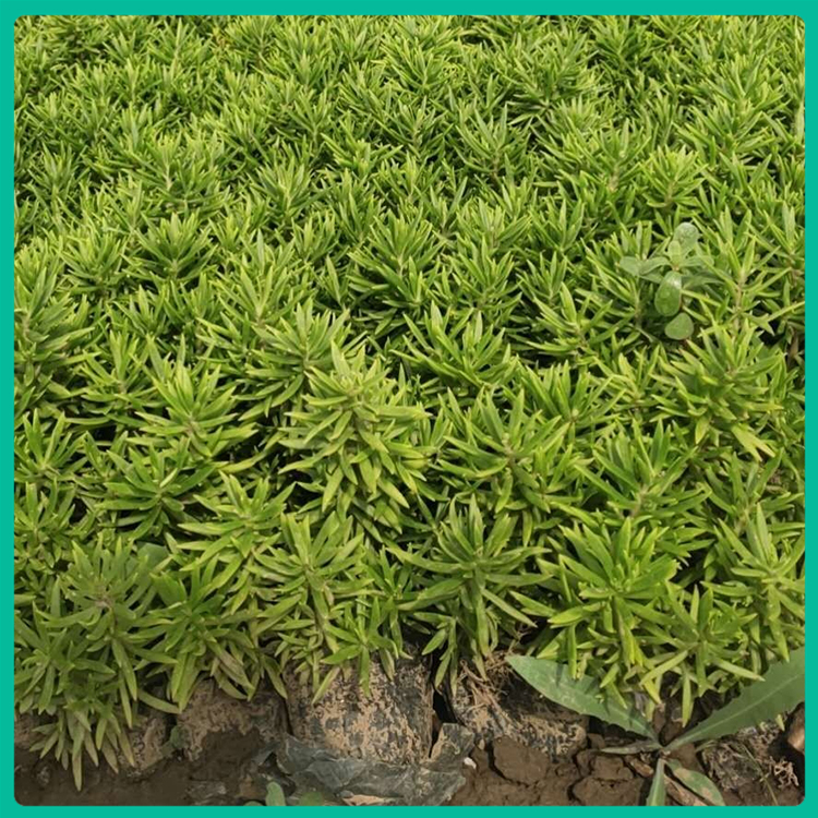 青州草花 地被佛甲草 佛甲草报价 禹阳花卉