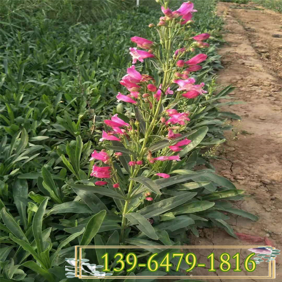 地被植物吊钟柳幼苗 湿地绿化净化空气 观花植物钓钟柳兰带土杯苗