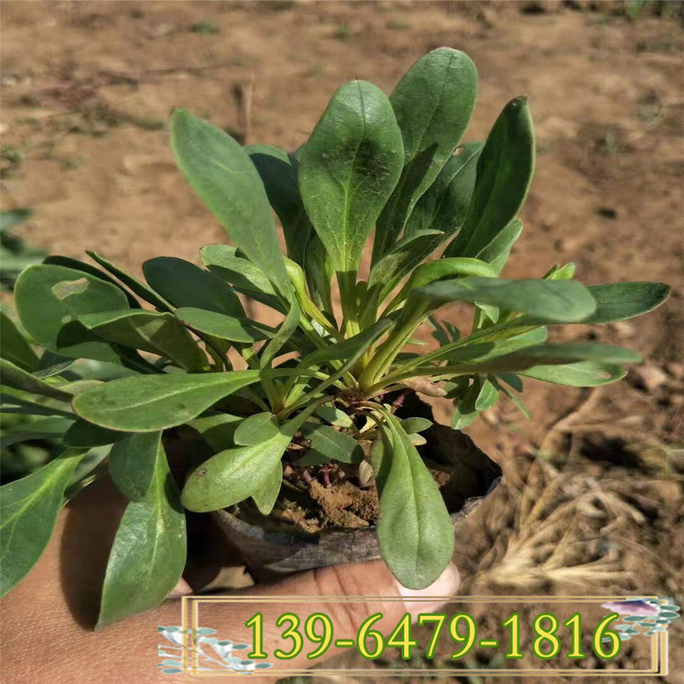 钓钟柳小苗栽植基地 多年生吊钟柳工程绿化苗 耐荫植物
