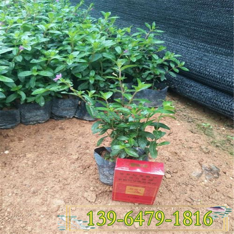 带土盆栽满天星 绿化植物租摆花卉 净化空气满天星盆苗 山东种植基地