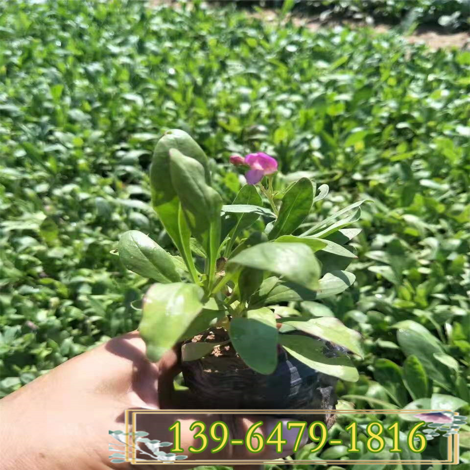 吊钟柳小苗价格 吊钟柳园营养钵苗 青州花卉吊钟柳种植基地 