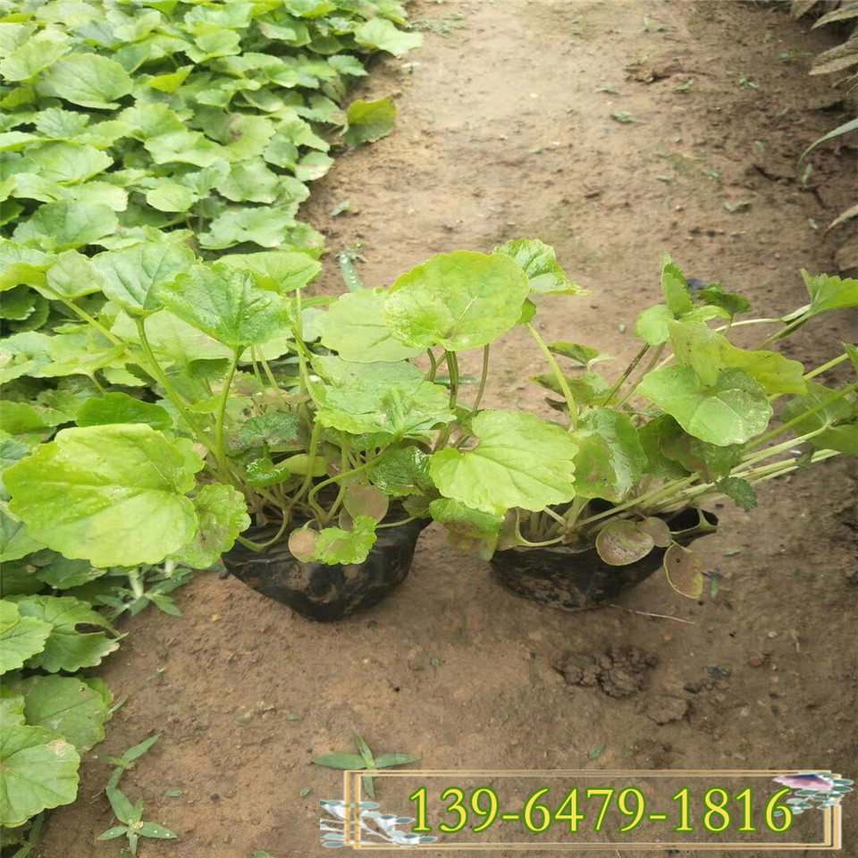 供应二月兰绿化苗大量批发 二月兰苗子价格 耐荫诸葛菜种子