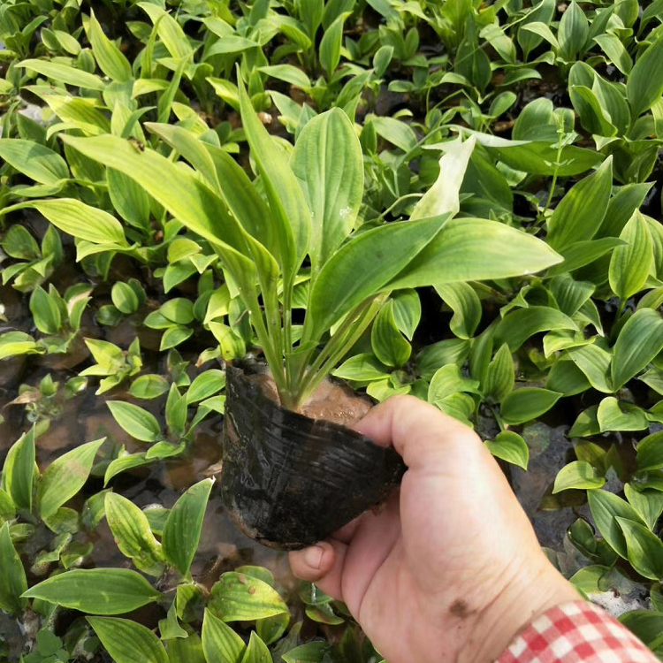 观赏植物玉簪 紫花玉簪盆栽批发 百合科玉簪属