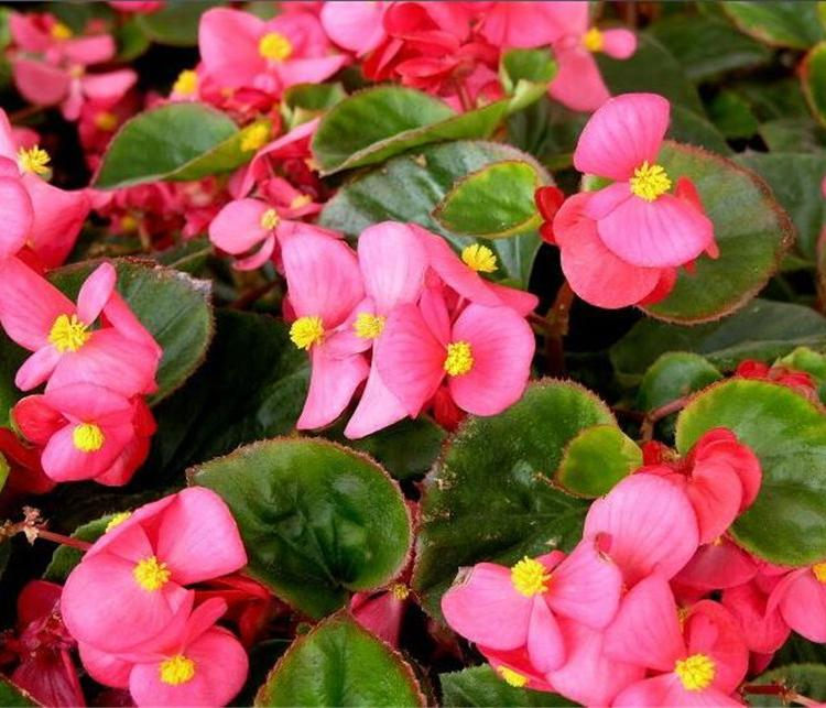 四季海棠种植基地 四季海棠行情 咨询天一花卉