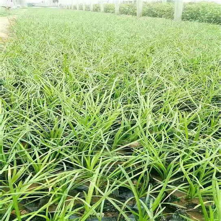 麦冬草大量供应 麦冬小苗供应商