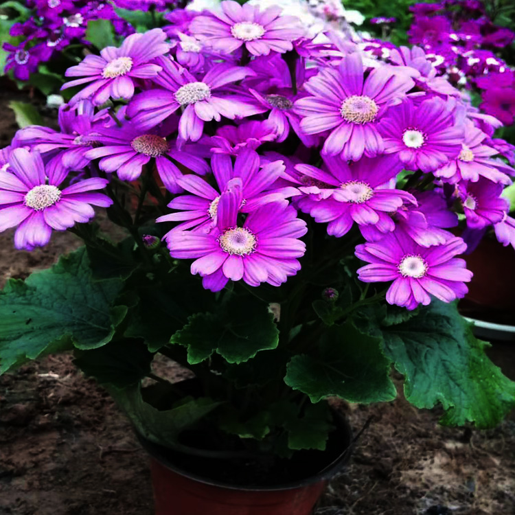 盆栽瓜叶菊出售 瓜叶菊批发零售 瓜叶菊报价 夏杰花卉