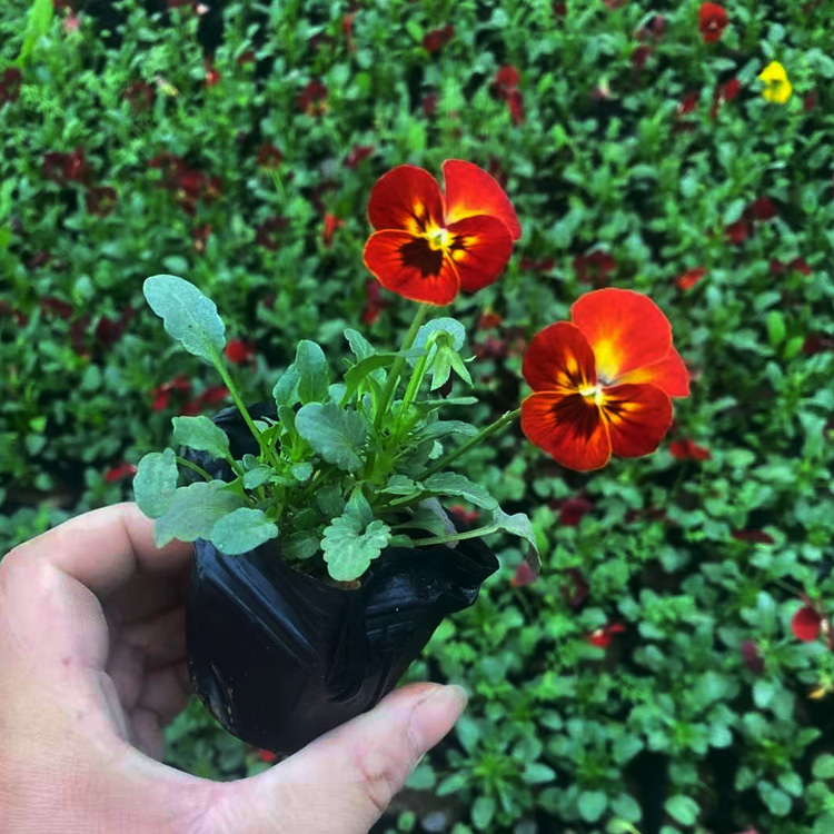 青州角堇批发 角堇种植户 冬季草花角堇出售 夏杰花卉