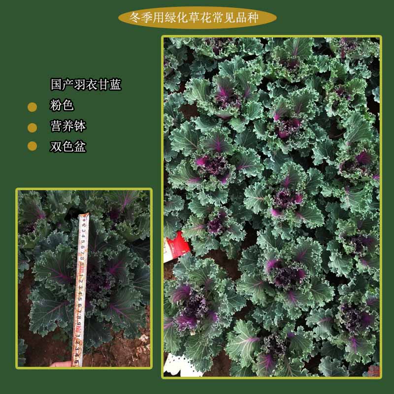 基地供应冬季草花角堇 三色堇 羽衣甘蓝 夏杰花卉