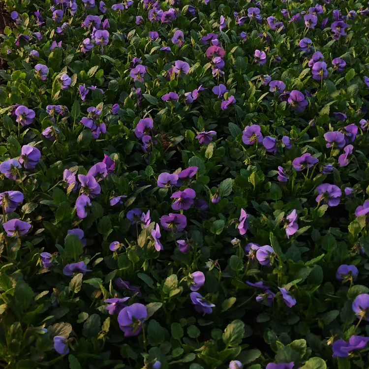 角堇价格 角堇花报价 绿化用角堇种植基地 夏杰花卉