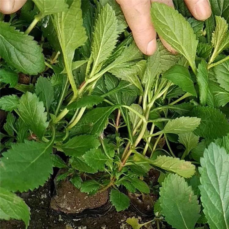 马鞭草小苗 马鞭草价格 马鞭草量大优惠