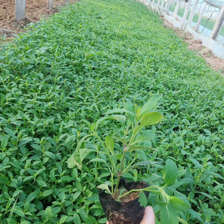 优良马鞭草小苗 打造马鞭草花海用小苗 丰林园艺场大量供应