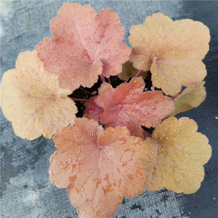  矾根 常年供应盆栽草花矾根营养杯苗 花海工程美化