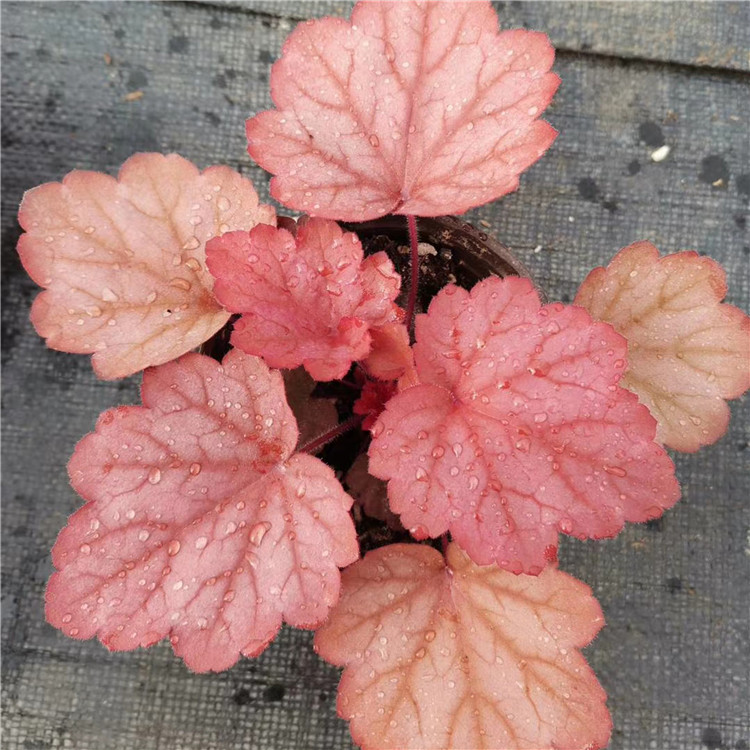 矾根盆栽 矾根绿化花卉 常年批发