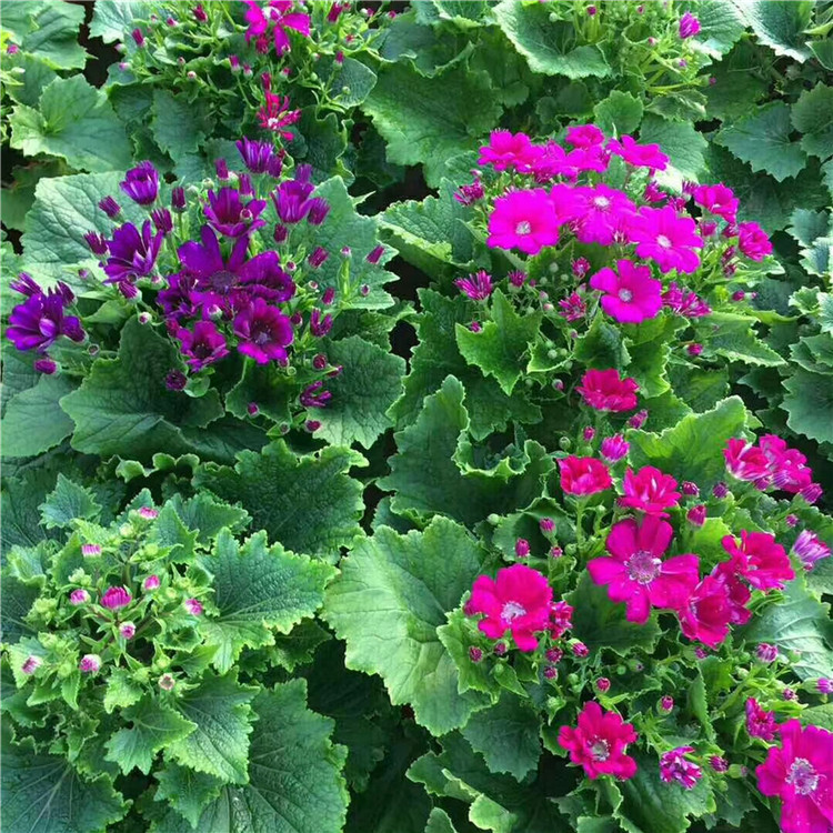 瓜叶菊 厂家直供市政绿化用苗瓜叶菊的价格 花海景观设计