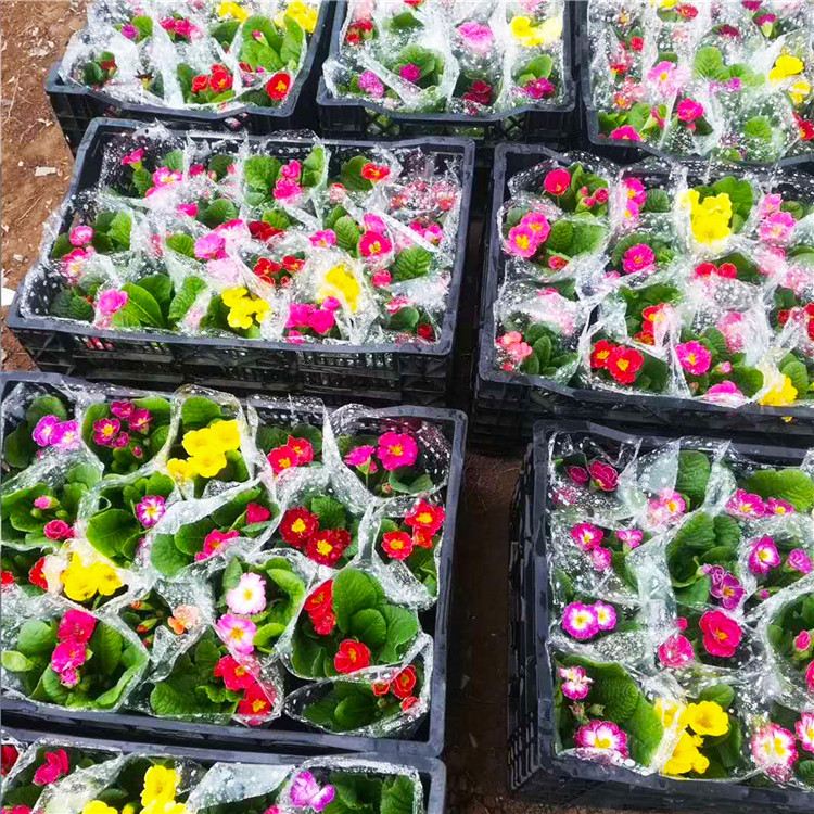   报春花 大量批发地被植物报春花盆栽 园林景观工程