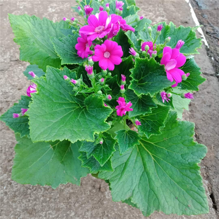 瓜叶菊 苗圃直供市政绿化用苗瓜叶菊营养钵苗 绿化苗木工程