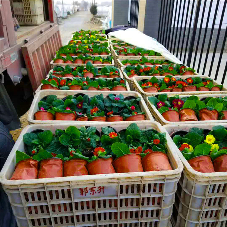 报春花 苗圃直供四季草花报春花幼苗 园林景区绿化