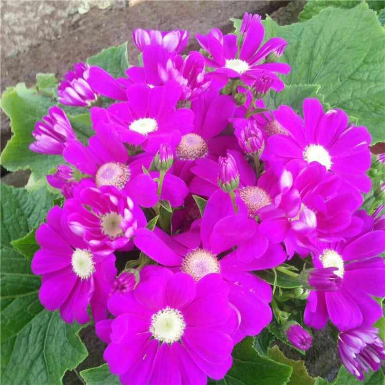 瓜叶菊 苗圃直供绿化小苗瓜叶菊的价格 花海工程美化