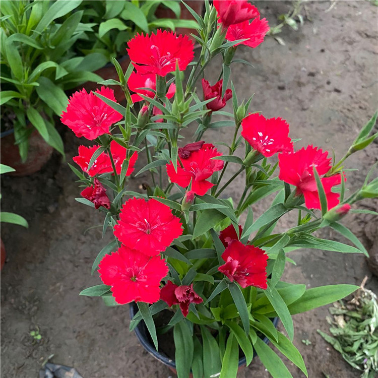  杂交石竹花卉 杂交石竹花海草花 现货供应