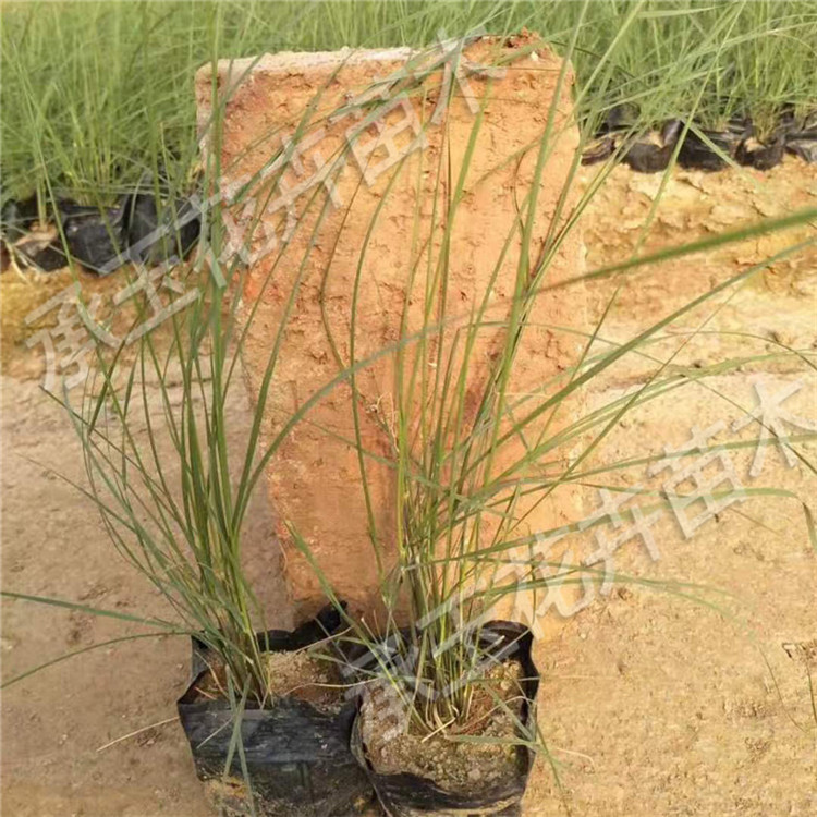   粉黛乱子草盆栽 毛芒乱子草工程美化 基地直销