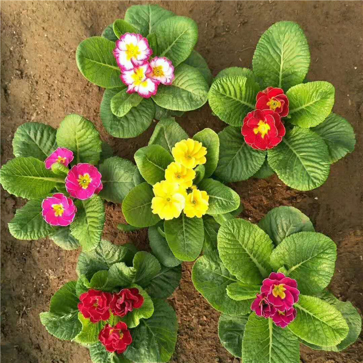 报春花 苗圃直供市政绿化用苗报春花盆栽 花海景观设计