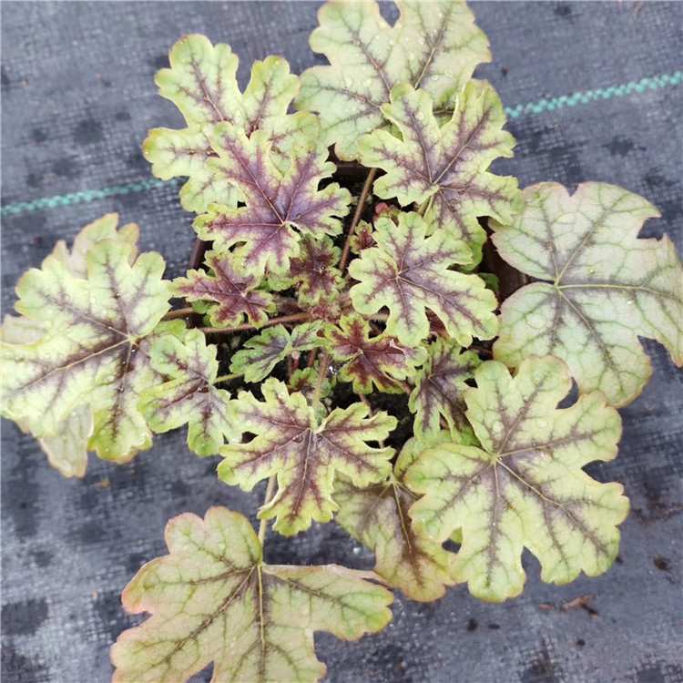 矾根 基地批发花海草花矾根种苗 花坛造型用花