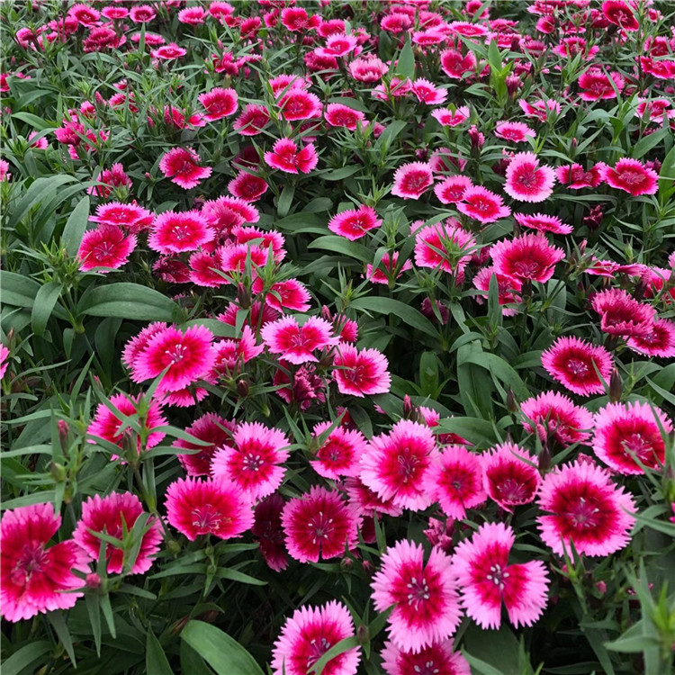杂交石竹易成活 杂交石竹花坛用花 常年批发