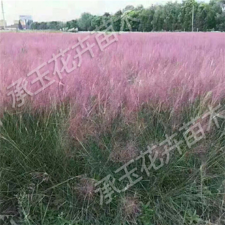  粉黛乱子草盆栽 毛芒乱子草花海用苗 苗圃直供