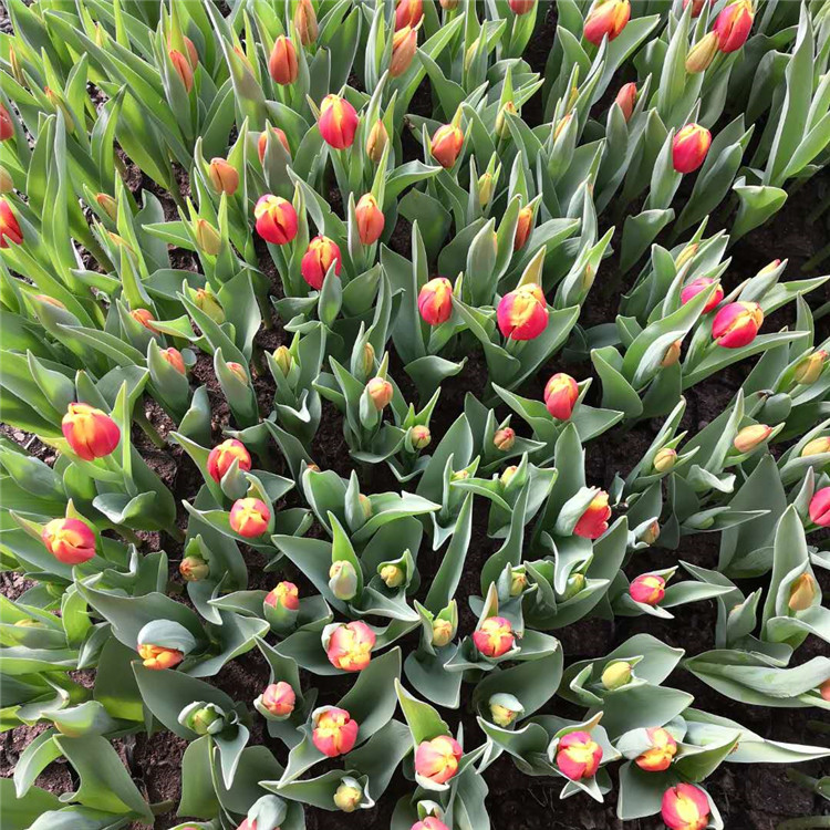 郁金香 基地批发时令草花郁金香小苗 花坛造型用花