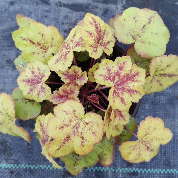 矾根 常年种植抗寒抗冻草花矾根种苗 园林景区绿化