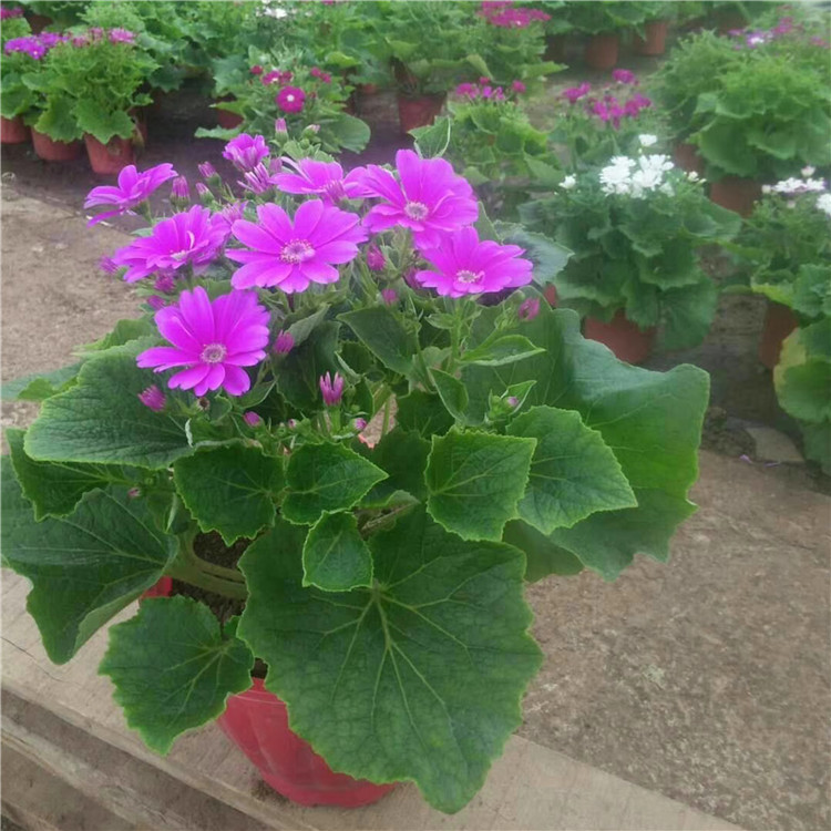  瓜叶菊 现货供应花海用苗瓜叶菊报价 花坛造型用花