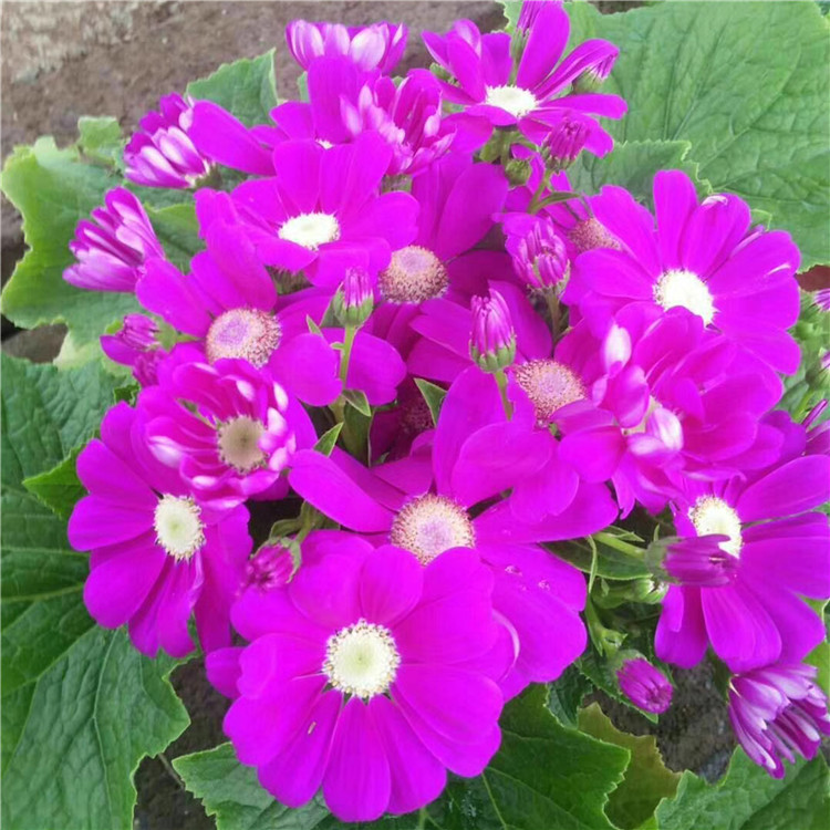   瓜叶菊 苗圃直供观赏花卉瓜叶菊盆栽 山东草花基地