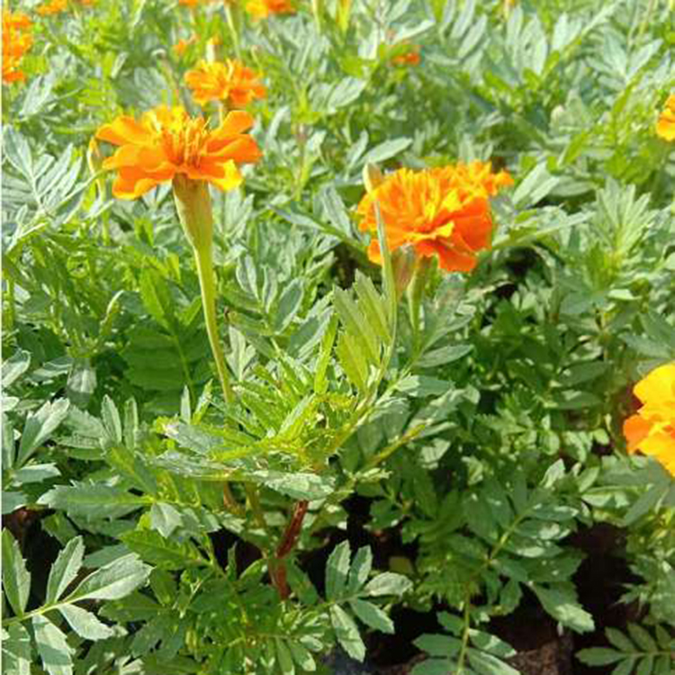 孔雀草盆栽价格 种植孔雀草 山西孔雀草花苗 苗圃直供孔雀草
