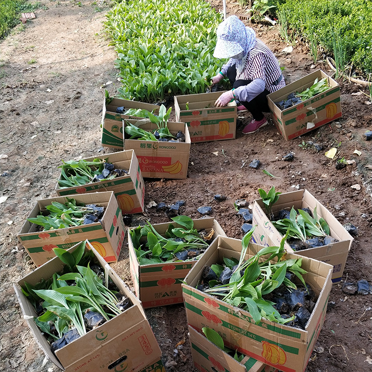 自产自销 紫花玉簪 玉簪批发商