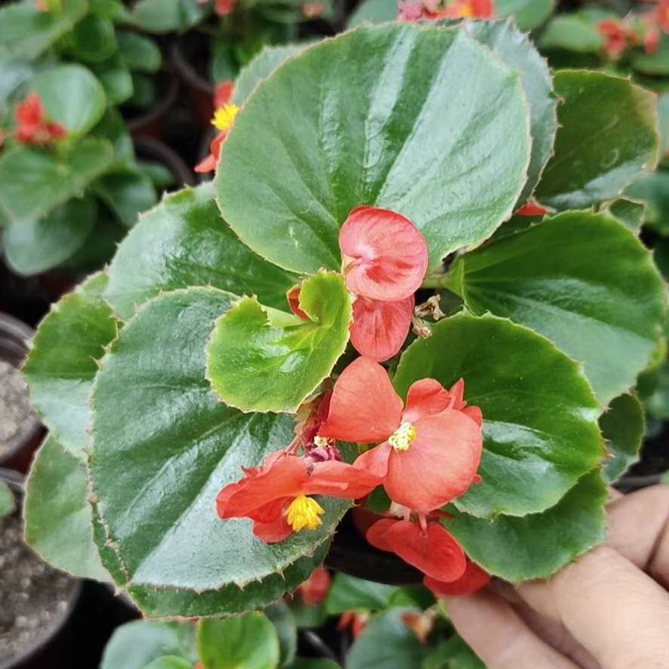 四季海棠花苗 四季海棠花苗供应 山东四季海棠花苗