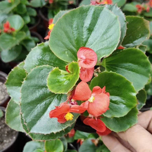 四季海棠花苗 四季海棠花苗供应 山东四季海棠花苗
