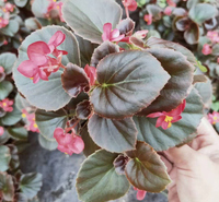 四季海棠花苗 四季海棠花苗种植基地 销售四季海棠花苗
