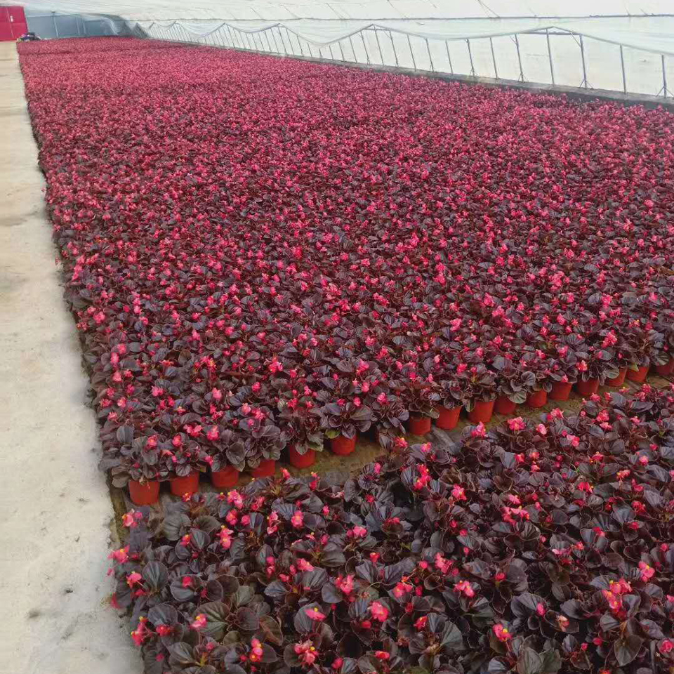 四季海棠小苗 四季海棠小苗种植基地 山东四季海棠小苗