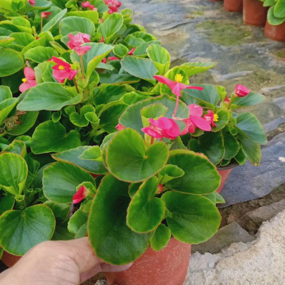 四季海棠幼苗 四季海棠幼苗种植基地 销售四季海棠幼苗