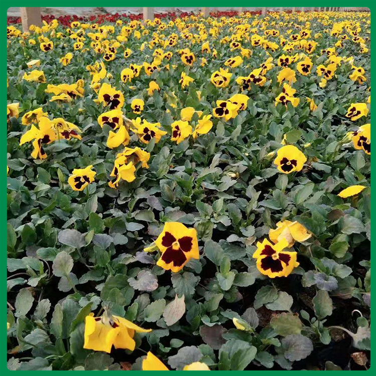 黄斑三色堇 黄花三色堇 青州久顺_种植培育供应三色堇花苗