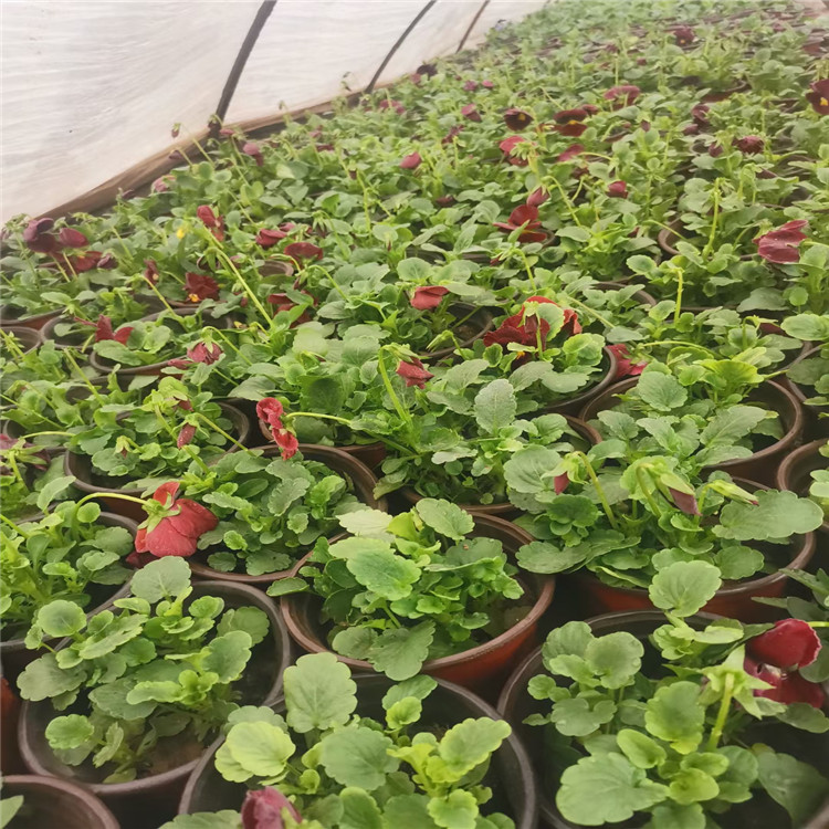 青州绿化基地批发角堇 角堇价格 广场摆花角堇 观赏花卉角堇